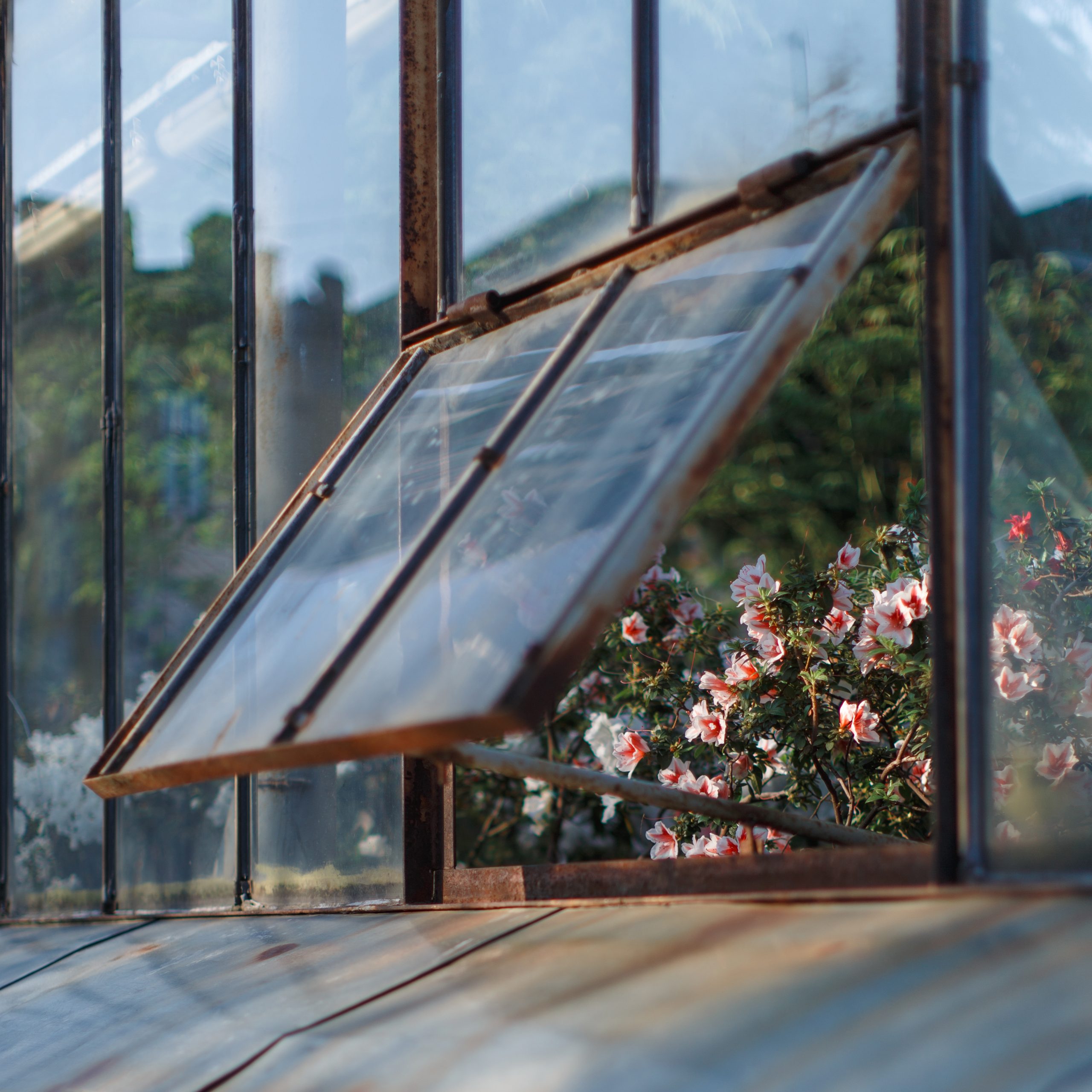 Blossoming white azaleas in greenhouse in a slightly open window