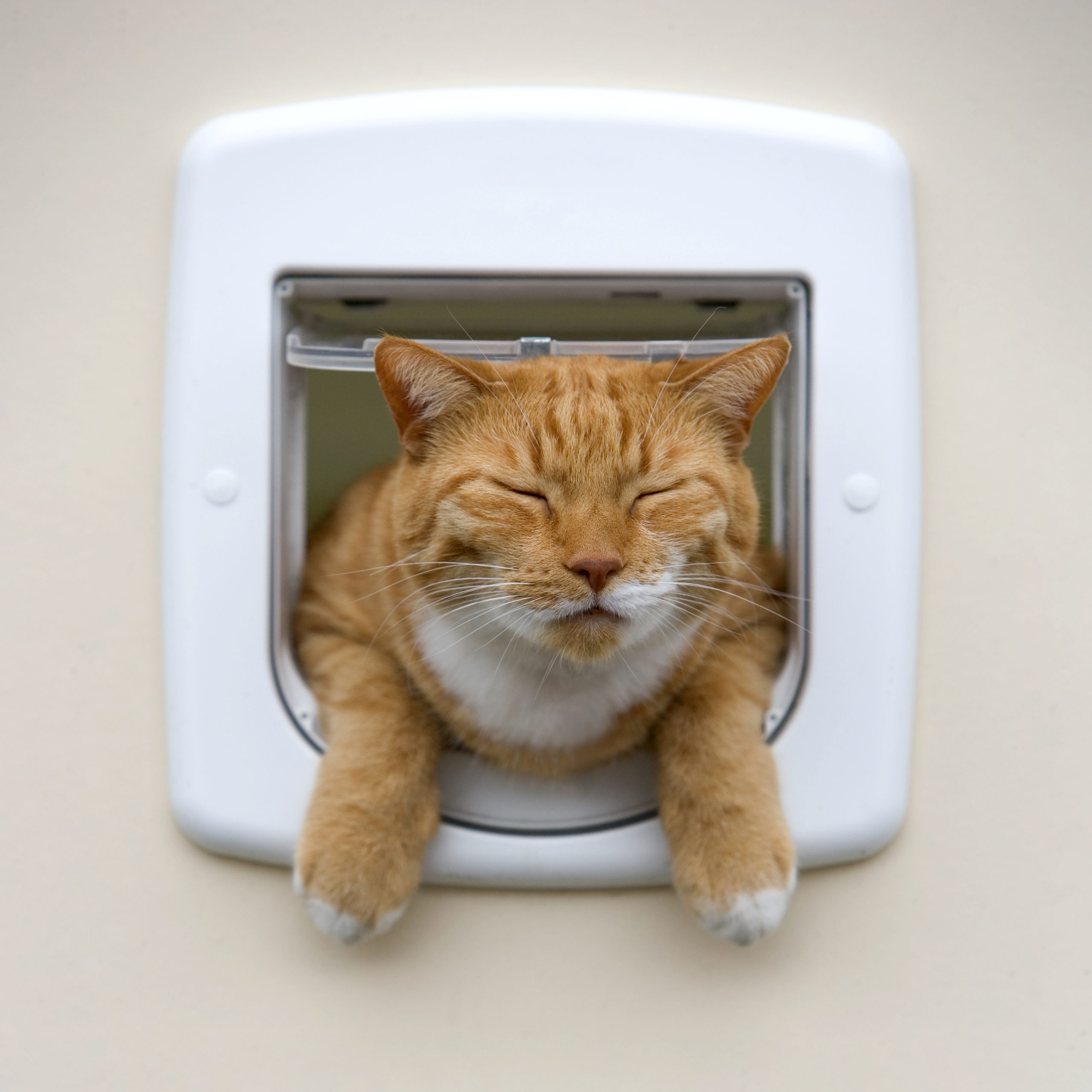 Snoozing red cat hanging out the cat's door